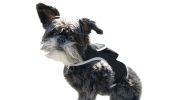 Heavy Duty GSM GPS Dog Collar Realtime Rechargeable Tracking Device w/ Phone App Size:XL