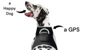 GPS Dog Tag Collar GSM Realtime Rechargeable Tracking Device + Mobility Sensor Size:XL
