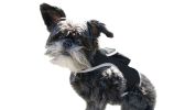 Waterproof GPS Collar Tracking Device for Dog Pet Realtime Tracker NEW Size:S