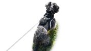 Cost-Saving GPS Dog Collar Tracker w/ Realtime Phone Pet Tracking App Size:XL