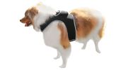 Best Pet Tracking Device Pet Tracker Portable Dog Collar with GPS System Size:XL