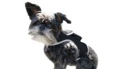 Get Realtime Location Update w/ Pet Tracker GPS Tracking Collars for Dogs