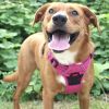 Venture Paw Pull Control Dog Harness